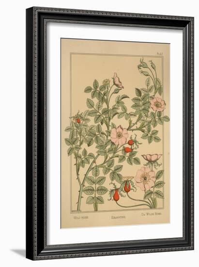 Wild Rose-null-Framed Giclee Print