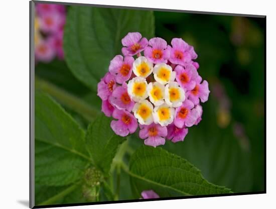 Wild sage flowers turn pink following pollination-Heather Angel-Mounted Photographic Print
