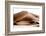 Wild Sand Dunes - Chamoisee Desert-Philippe HUGONNARD-Framed Photographic Print