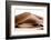 Wild Sand Dunes - Chamoisee Desert-Philippe HUGONNARD-Framed Photographic Print