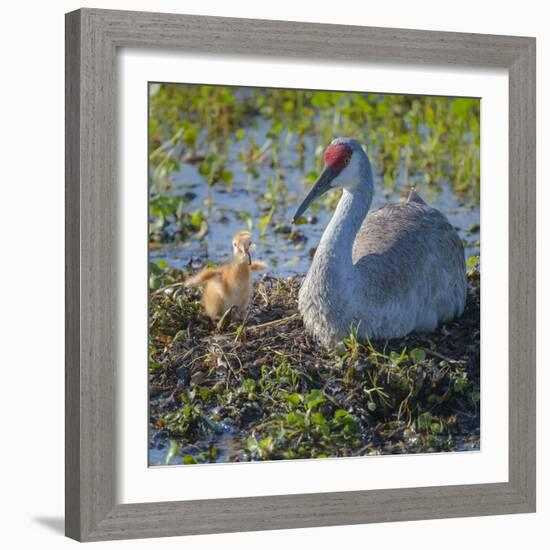 Wild Sandhill Crane Feeding First Colt a Dragonfly, Florida-Maresa Pryor-Framed Photographic Print