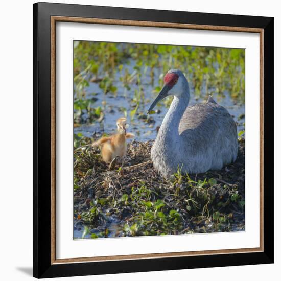 Wild Sandhill Crane Feeding First Colt a Dragonfly, Florida-Maresa Pryor-Framed Photographic Print