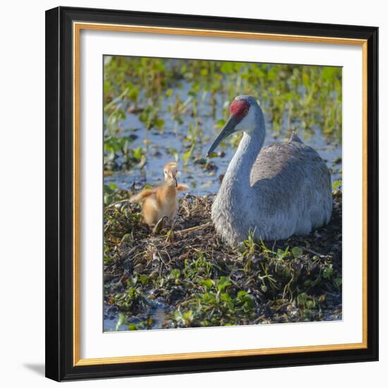 Wild Sandhill Crane Feeding First Colt a Dragonfly, Florida-Maresa Pryor-Framed Photographic Print