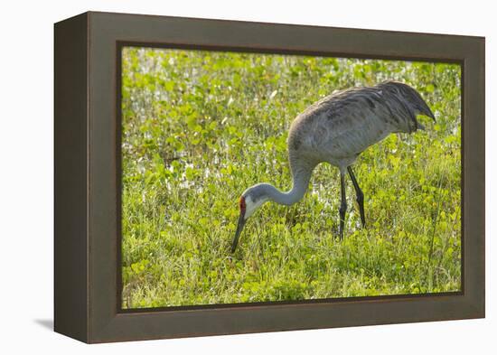 Wild Sandhill Crane Feeding, Florida-Maresa Pryor-Framed Premier Image Canvas