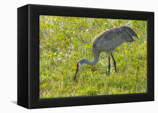 Wild Sandhill Crane Feeding, Florida-Maresa Pryor-Framed Premier Image Canvas