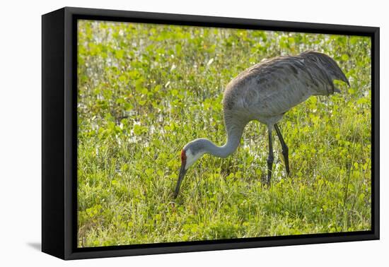 Wild Sandhill Crane Feeding, Florida-Maresa Pryor-Framed Premier Image Canvas