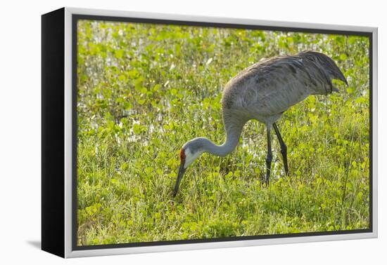 Wild Sandhill Crane Feeding, Florida-Maresa Pryor-Framed Premier Image Canvas