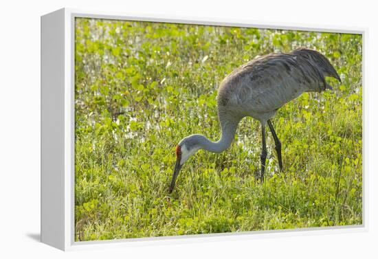 Wild Sandhill Crane Feeding, Florida-Maresa Pryor-Framed Premier Image Canvas