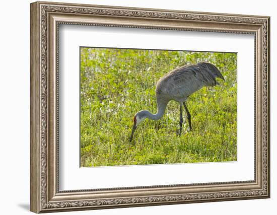 Wild Sandhill Crane Feeding, Florida-Maresa Pryor-Framed Photographic Print