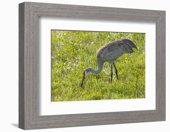 Wild Sandhill Crane Feeding, Florida-Maresa Pryor-Framed Photographic Print