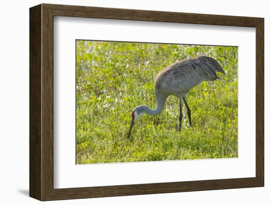 Wild Sandhill Crane Feeding, Florida-Maresa Pryor-Framed Photographic Print