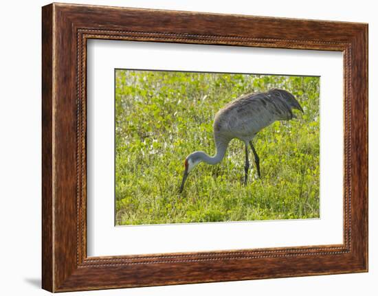 Wild Sandhill Crane Feeding, Florida-Maresa Pryor-Framed Photographic Print