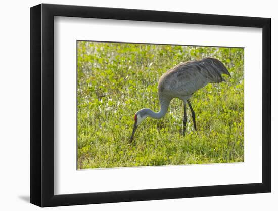 Wild Sandhill Crane Feeding, Florida-Maresa Pryor-Framed Photographic Print