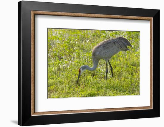 Wild Sandhill Crane Feeding, Florida-Maresa Pryor-Framed Photographic Print