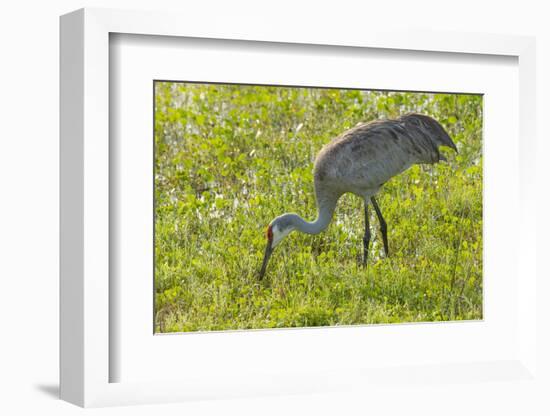 Wild Sandhill Crane Feeding, Florida-Maresa Pryor-Framed Photographic Print