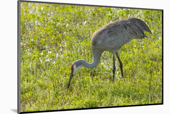 Wild Sandhill Crane Feeding, Florida-Maresa Pryor-Mounted Photographic Print