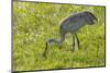 Wild Sandhill Crane Feeding, Florida-Maresa Pryor-Mounted Photographic Print