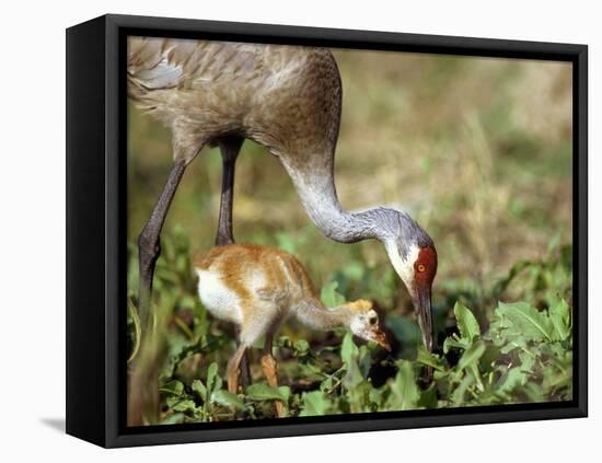 Wild Sandhill Crane with Days Old Chick (Grus Canadensis), Myakka River State Park, Florida, Usa-Maresa Pryor-Framed Premier Image Canvas