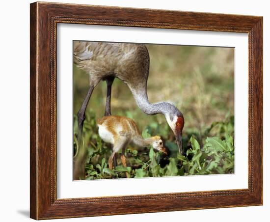 Wild Sandhill Crane with Days Old Chick (Grus Canadensis), Myakka River State Park, Florida, Usa-Maresa Pryor-Framed Photographic Print