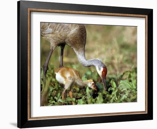 Wild Sandhill Crane with Days Old Chick (Grus Canadensis), Myakka River State Park, Florida, Usa-Maresa Pryor-Framed Photographic Print