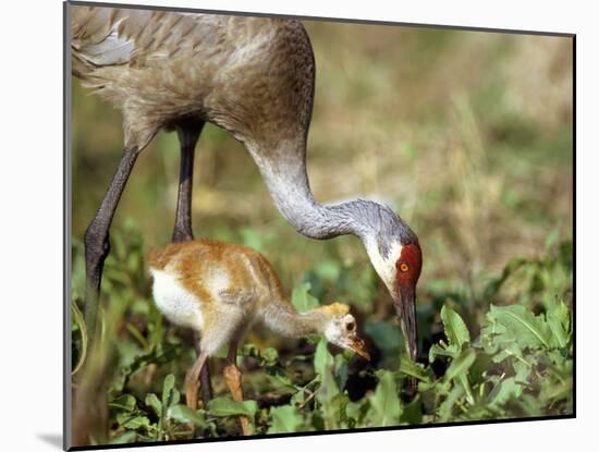 Wild Sandhill Crane with Days Old Chick (Grus Canadensis), Myakka River State Park, Florida, Usa-Maresa Pryor-Mounted Photographic Print