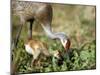 Wild Sandhill Crane with Days Old Chick (Grus Canadensis), Myakka River State Park, Florida, Usa-Maresa Pryor-Mounted Photographic Print