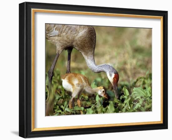 Wild Sandhill Crane with Days Old Chick (Grus Canadensis), Myakka River State Park, Florida, Usa-Maresa Pryor-Framed Photographic Print