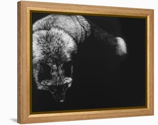 Wild Scratchboard III-Julie Chapman-Framed Stretched Canvas