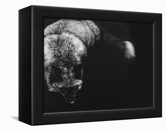 Wild Scratchboard III-Julie Chapman-Framed Stretched Canvas