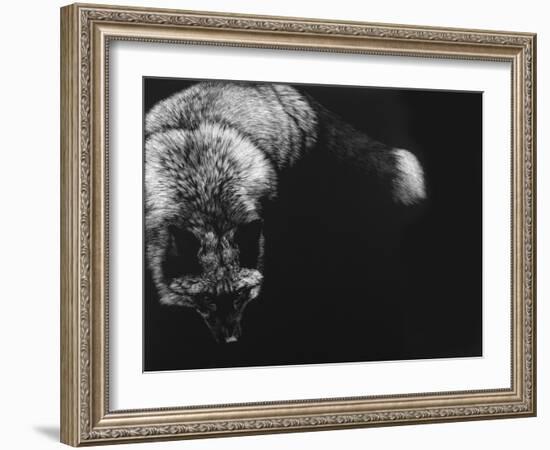 Wild Scratchboard III-Julie Chapman-Framed Art Print