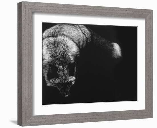 Wild Scratchboard III-Julie Chapman-Framed Art Print