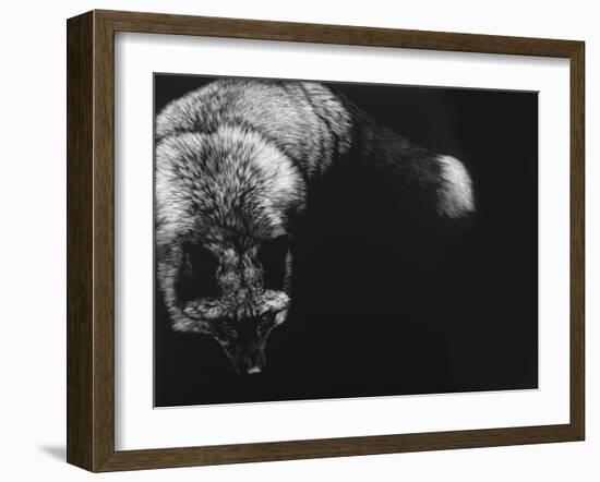 Wild Scratchboard III-Julie Chapman-Framed Art Print