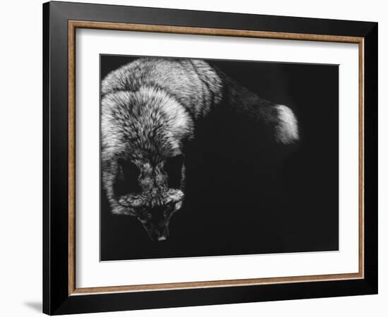 Wild Scratchboard III-Julie Chapman-Framed Art Print