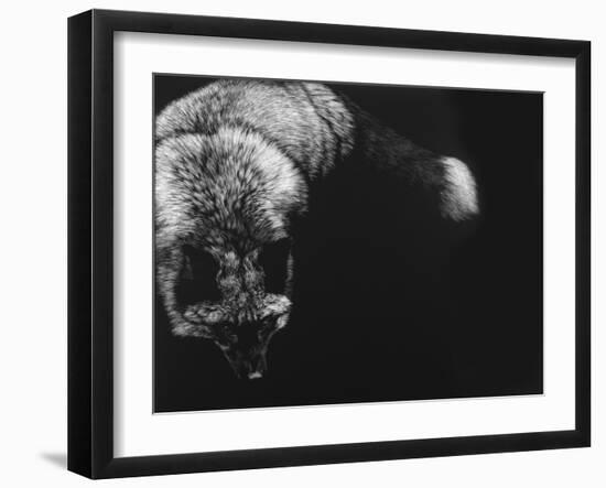 Wild Scratchboard III-Julie Chapman-Framed Art Print
