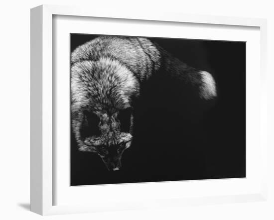 Wild Scratchboard III-Julie Chapman-Framed Art Print