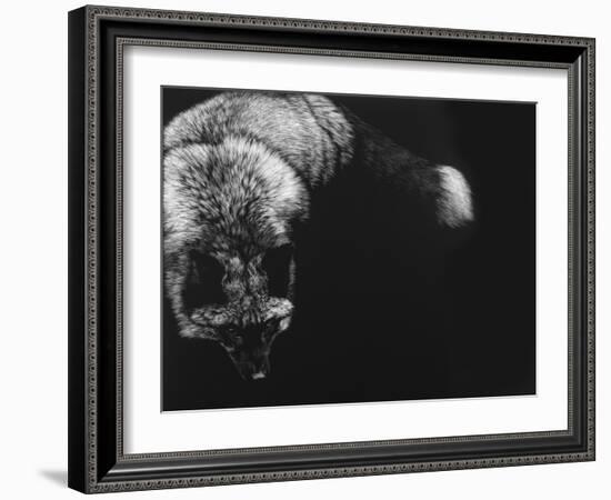 Wild Scratchboard III-Julie Chapman-Framed Art Print