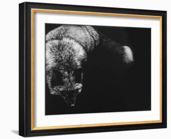 Wild Scratchboard III-Julie Chapman-Framed Art Print