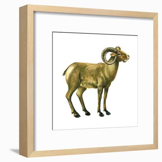 Wild Sheep (Ovis Canadensis), Mammals-Encyclopaedia Britannica-Framed Art Print