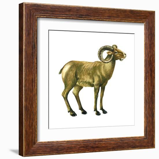 Wild Sheep (Ovis Canadensis), Mammals-Encyclopaedia Britannica-Framed Art Print