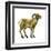 Wild Sheep (Ovis Canadensis), Mammals-Encyclopaedia Britannica-Framed Art Print