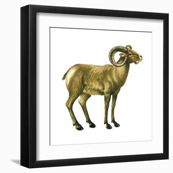 Wild Sheep (Ovis Canadensis), Mammals-Encyclopaedia Britannica-Framed Art Print