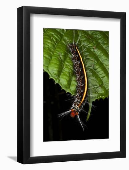 Wild Silk Moth Caterpillar, Yasuni NP, Amazon Rainforest, Ecuador-Pete Oxford-Framed Photographic Print