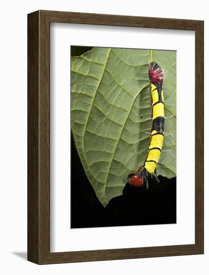 Wild Silk Moth Caterpillar, Yasuni NP, Amazon Rainforest, Ecuador-Pete Oxford-Framed Photographic Print