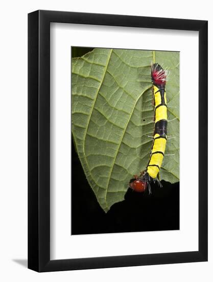 Wild Silk Moth Caterpillar, Yasuni NP, Amazon Rainforest, Ecuador-Pete Oxford-Framed Photographic Print