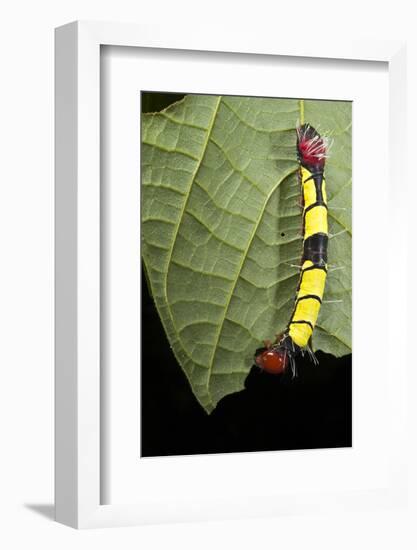 Wild Silk Moth Caterpillar, Yasuni NP, Amazon Rainforest, Ecuador-Pete Oxford-Framed Photographic Print