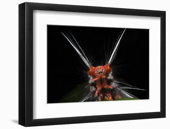 Wild Silk Moth Caterpillar, Yasuni NP, Amazon Rainforest, Ecuador-Pete Oxford-Framed Photographic Print