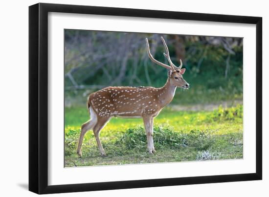 Wild Spotted Deer in Yala National Park, Sri Lanka-Volodymyr Burdiak-Framed Photographic Print