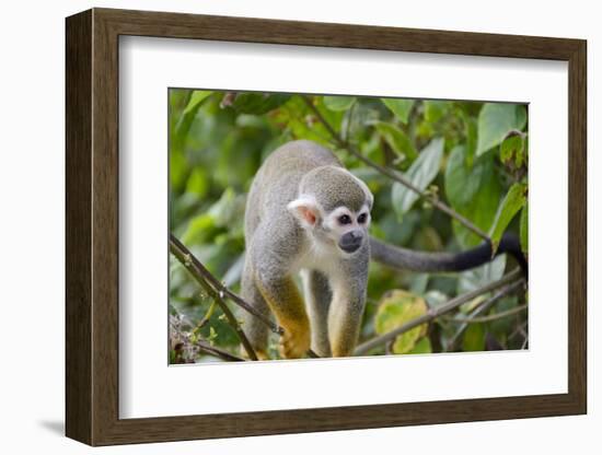 Wild Squirrel Monkey in Tree, Ile Royale, French Guiana-Cindy Miller Hopkins-Framed Photographic Print