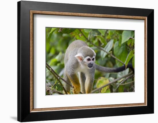 Wild Squirrel Monkey in Tree, Ile Royale, French Guiana-Cindy Miller Hopkins-Framed Photographic Print