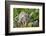 Wild Squirrel Monkey in Tree, Ile Royale, French Guiana-Cindy Miller Hopkins-Framed Photographic Print